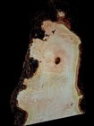 Xxl Curly Birdseye Maple Burl Wood Blank Turning Wood  Live Edge Maple Burl Wood