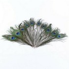 20pcs Real Natural Peacock Tail Eyes Feathers 9-12 Inches   About 23-30cm Usa