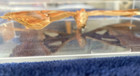 Entomology Decor Real Atlas Moth Framed Real Butterfly Taxidermy Art Decor