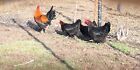 12 Black Copper Marans Hatching Eggs  Greenfire Farms Stock