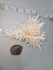 Giant Eastern Murex  Hexaplex Fulvescens Shell And Operculum
