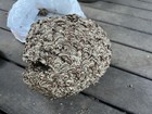 Bald Face Hornet   s Nest  Approx 12   x12    Most Likely Has  dead larva Inside Still