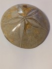 Large Sand Dollar Fossil Specimen
