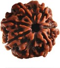 7 Mukhi seven Faced Original Nepal Rudraksha  brown Round Bead  With Lab Certif