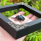 Real Blue Carpenter Bee Framed Taxidermy Insect Preserved Decor Christmas Gift