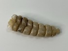 Natural Rattlesnake Rattle  Rattle Snake Art  Jewlery Education 1 5 Inch