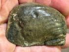 Awesome Fossil Clam   Bivalve   inoceramus Typicus  Pierre Shale  wyoming