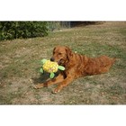 Kong Tough Plush Turtle Dog Toy   Occupy   Cuddle  Large medium Breeds-2pack