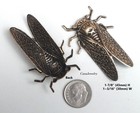 5013 Large Antiqued Brass Cicada Stamping