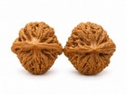 Chinese Wenwan Walnut             