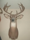 Whitetail Deer Shoulder Wall Mount 10 Point