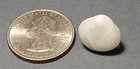 Opalized Fossilized Clam - 4 95ct