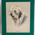 Vintage Old English Sheepdog By M  Gear Print