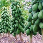 30 Fresh Red Lady Papaya Seeds  Organic Seeds  Easy To Grow  120