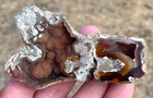 Agatized Coral Fossil Chalcedony Fossilized Mineral Reef Ocean Specimen Florida