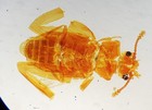 4  Antique  Microscope Slides   Beetle  Palate Of Snail  Eye Of Water Beetle  1