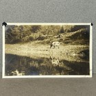 Vintage Photo Buckwood Dairy Cows Graze Delaware River Warren County New Jersey