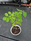 Moringa Rooted Live Plant  8    Tree Of Life Food Forest  No Tx Ca
