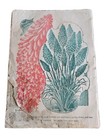 1904 John Lewis Childs Seed Catalog Antique Plants Bulbs Fruits Floral Park Ny