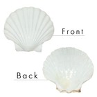 Scallop Shells For Serving Food Baking Shells Large Natural White Scallop 