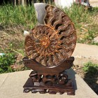 A Pair Natural Ammoniteconch Crystal Specimen Healing Reiki stand