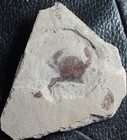 Portunus Oligocenicus - Rare Oligocene Fossil Crab