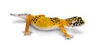 Leopard Gecko Miniature Animal Safari Toy Figure 7 
