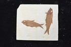 Aaa Knightia Eocaena Fossil Fish Green River Formation Wyoming 