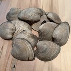 12 Rhode Island Purple Quahog Clam Shells     Natural Wampum Shell Lot  2 5      4  