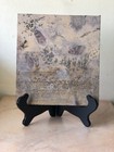 Gorgeous Vintage Stone Fossil Slab   Tile   Polished Fossil