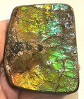 Rare Huge Ammolite Ammonite With Mosasaur Bite Marks Dinosaur Era Fossil 4 3 In