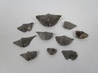 Devonian Brachiopods Fossil Lot Of 10 Mucrospirifer Ohio Michigan