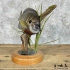  31096 El   11  Bluegill Freshwater Taxidermy Fish Mount For Sale