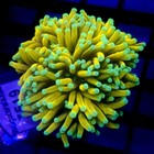 Malaysian Ultra Gold Torch Coral Wysiwyg - Indigo Corals - Ic 3519
