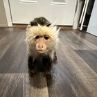 Hansa Capuchin Monkey Stuffed Animal Plush Brown   Cream Small 6-14 In 2014 5166