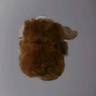 Gremlins Gizmo 11  Plush Stuffed Animal Mogwai Warner Bros  Toy Factory Stuffie