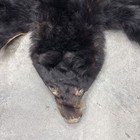 Real Black Bear Skin Maine 