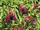 Elderberry Tree Seeds - For 2026 Planting Sambucus Canadensis Elder Sweet Edible