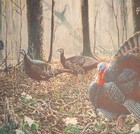 8  X 10  Matted 5  X 7  Print Of Painting Of Several Wild Turkeys In A Clearing