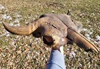 Bison Skull Cap Real Historic Buffalo Skull 