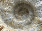 Mega 22-lb  12 5    Texas Cretaceous Fossil  Eopachydiscus Marcianus Ammonite 