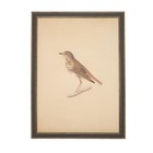 Petal Lane Wall Art - Framed Antique Decor - Make Your Own Gallery Wall Bird