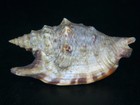 Strombus Aratrum  Large Size   68 81mm W op Off Ne Australia W original Id Card 