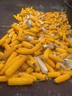Whole Ear Corn Feed     18 Lb Bag   Squirrel  Bird   Critter Feed 2026 Harvested