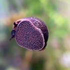 2x Blueberry Snails Viviparus Sp  Live Freshwater Aquarium Algae Eater Rare