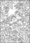 Feathered Friends New Adult Coloring Book  64 Pages