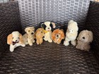 Lot 10 Vtg Some Steiff Mohair   Plush Dogs Dalmatian  Spanielspoodle 4-12    Cute 