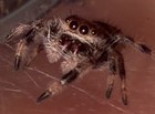 Regal Jumping Spider Around I4 i5