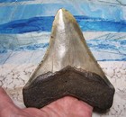 Megalodon Shark Tooth 5 1 16  Sharks Teeth Giant Fossil Real Megladon Beast