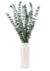 Dried Eucalyptus For Shower